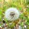 DandelionÂ flower seed head. Macro closeup of dandelion.